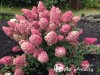 Hortenzija šluotelinė ,Sundae Fraise / Rensun' (lot. Hydrangea paniculata)